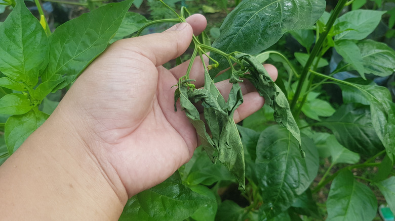 A person holding the wilted leaves on a pepper plant.