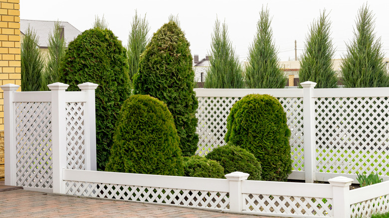 White trellis fence surrounding shrubs