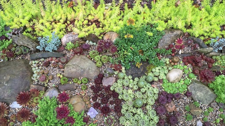 overhead shot of driveway border succulent garden