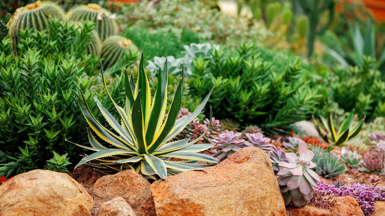 vibrant succulent garden