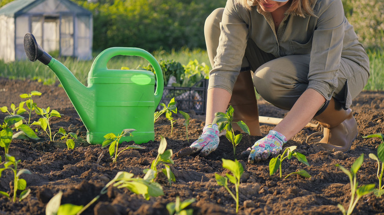 sowing seedlings in garden