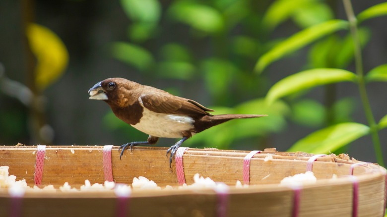 bird eating rice