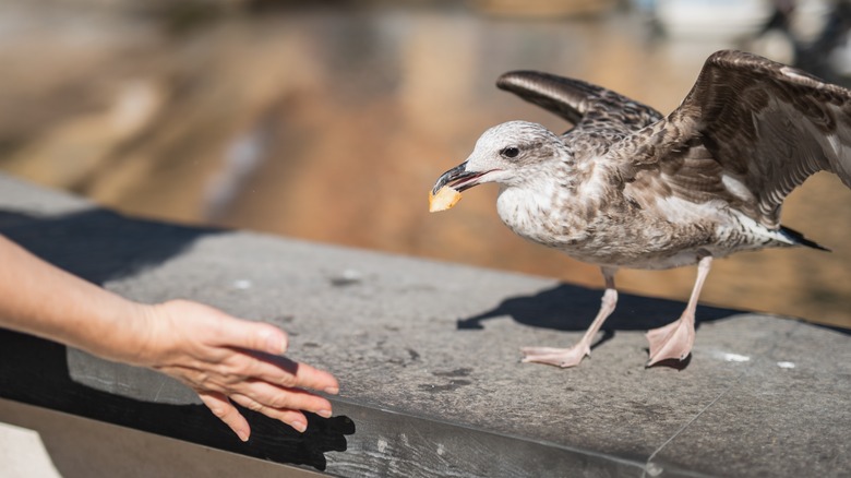 gull eating cracker