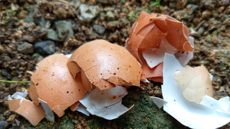 Egg shells