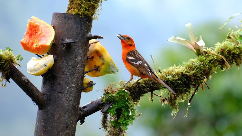 bird enjoying fruit