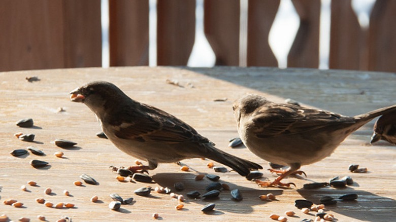 birds eating grains