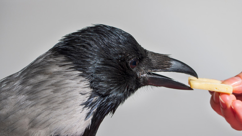 crow eating cheese