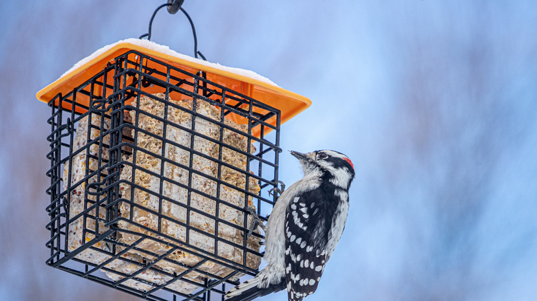 woodpecker eating suet