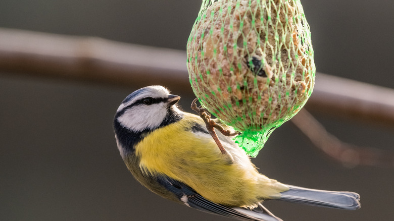 bird eating suet ball 