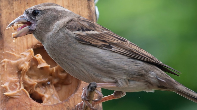bird eating peanut butter