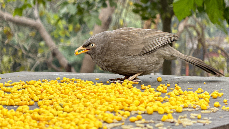 bird eating corn