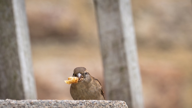 bird with French fry