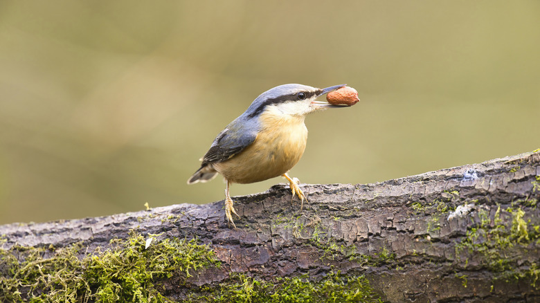 bird eating peanut