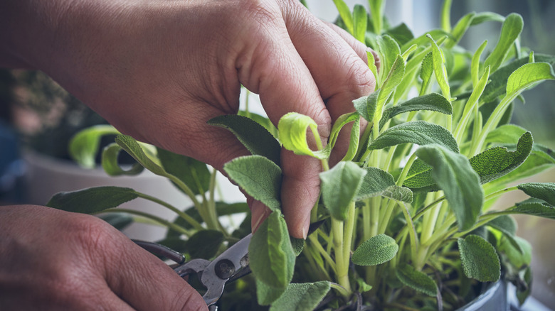 homegrown sage