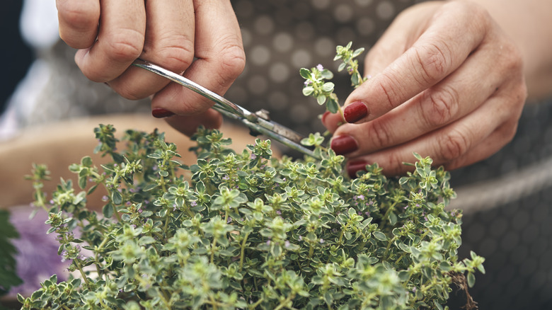 cutting fresh thyme