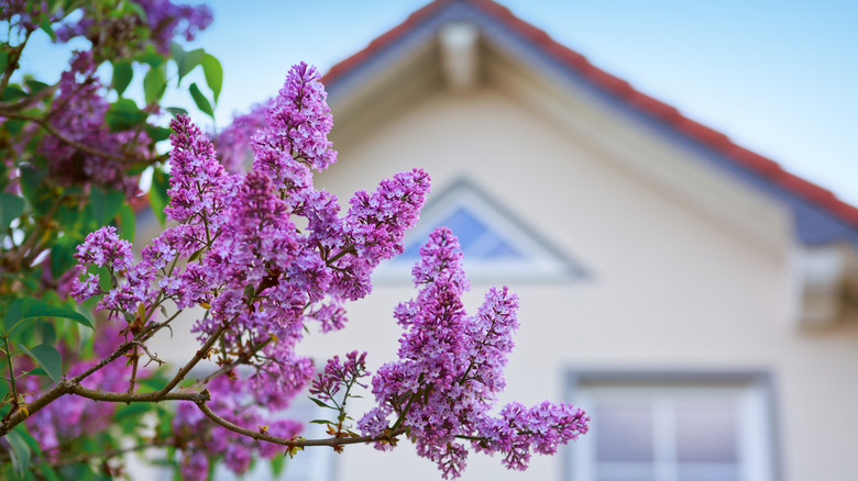 A lilac tree is in bloom in front of a cream colored house