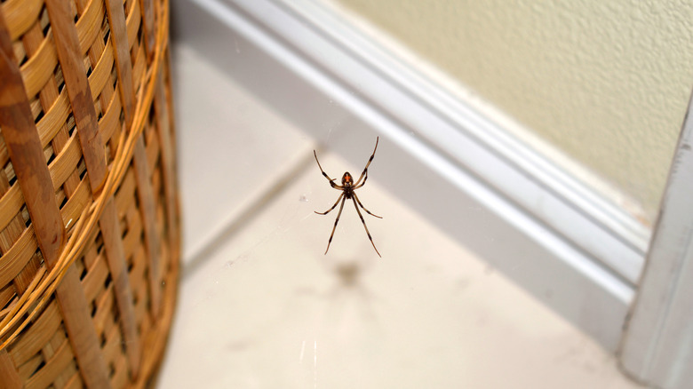 black widow near baseboard