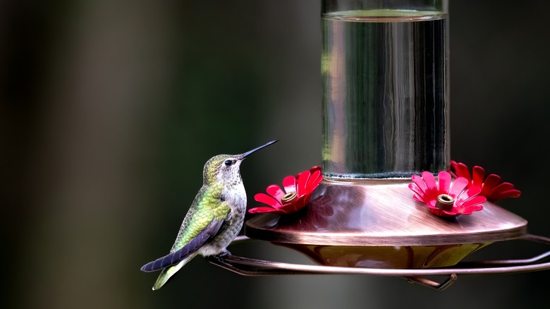 hummingbird sitting on feeder