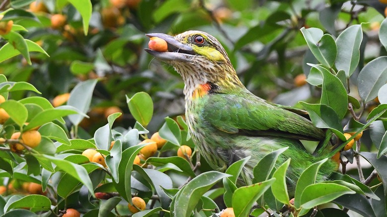 Bird eating fruit