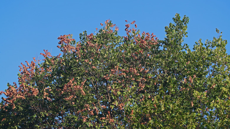 Dying leaves on elm tree