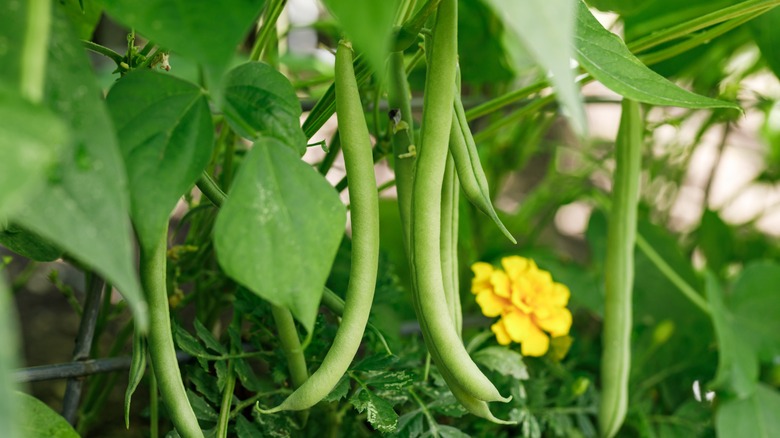 Bean and marigold companion planting