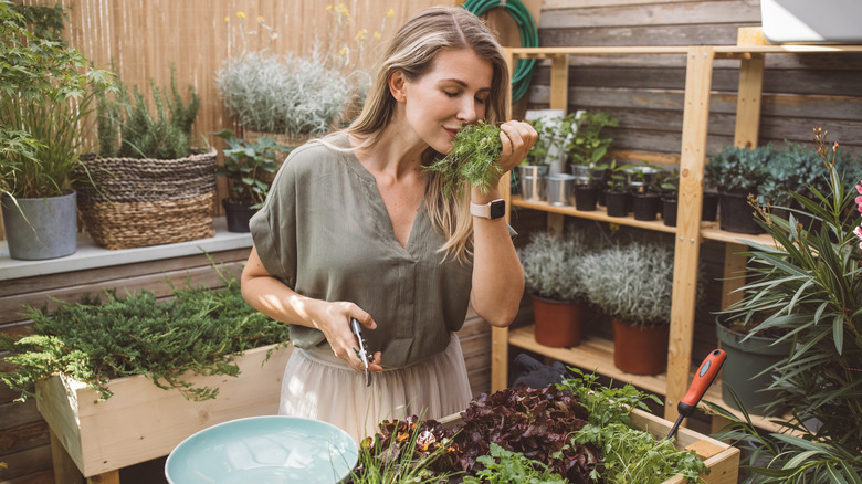 Harvesting herbs from raised bed