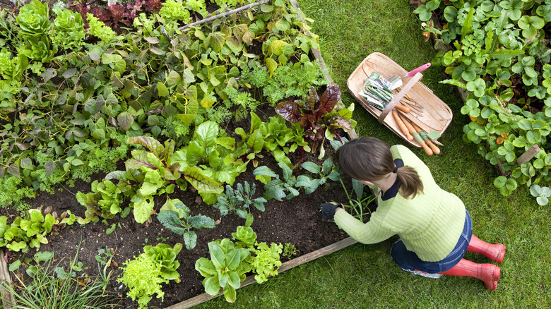 Woman gardening in raised bed