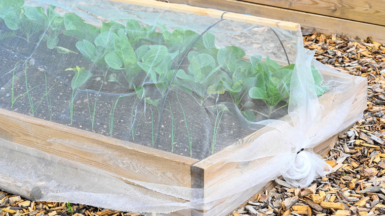 Raised bed with row cover