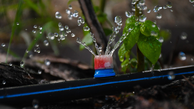 Drip irrigation in raised bed