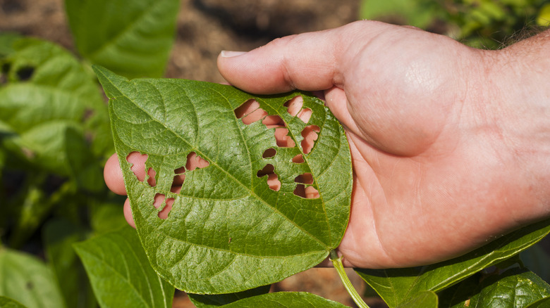 person holding leaf from garden with holes in it from pests