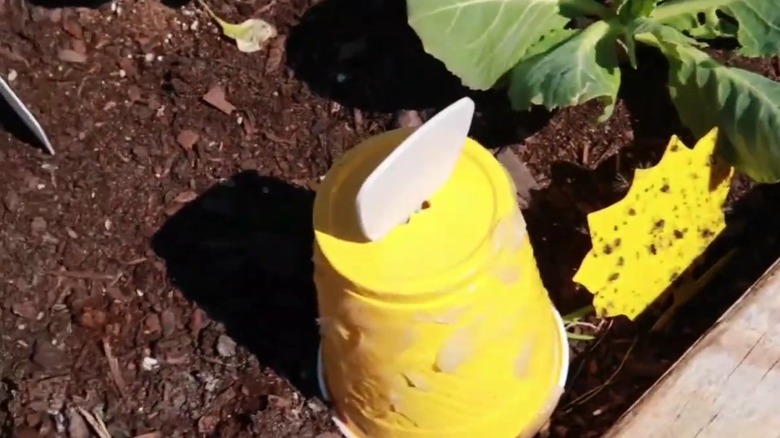 Yellow cup covered in Vaseline placed on garden soil