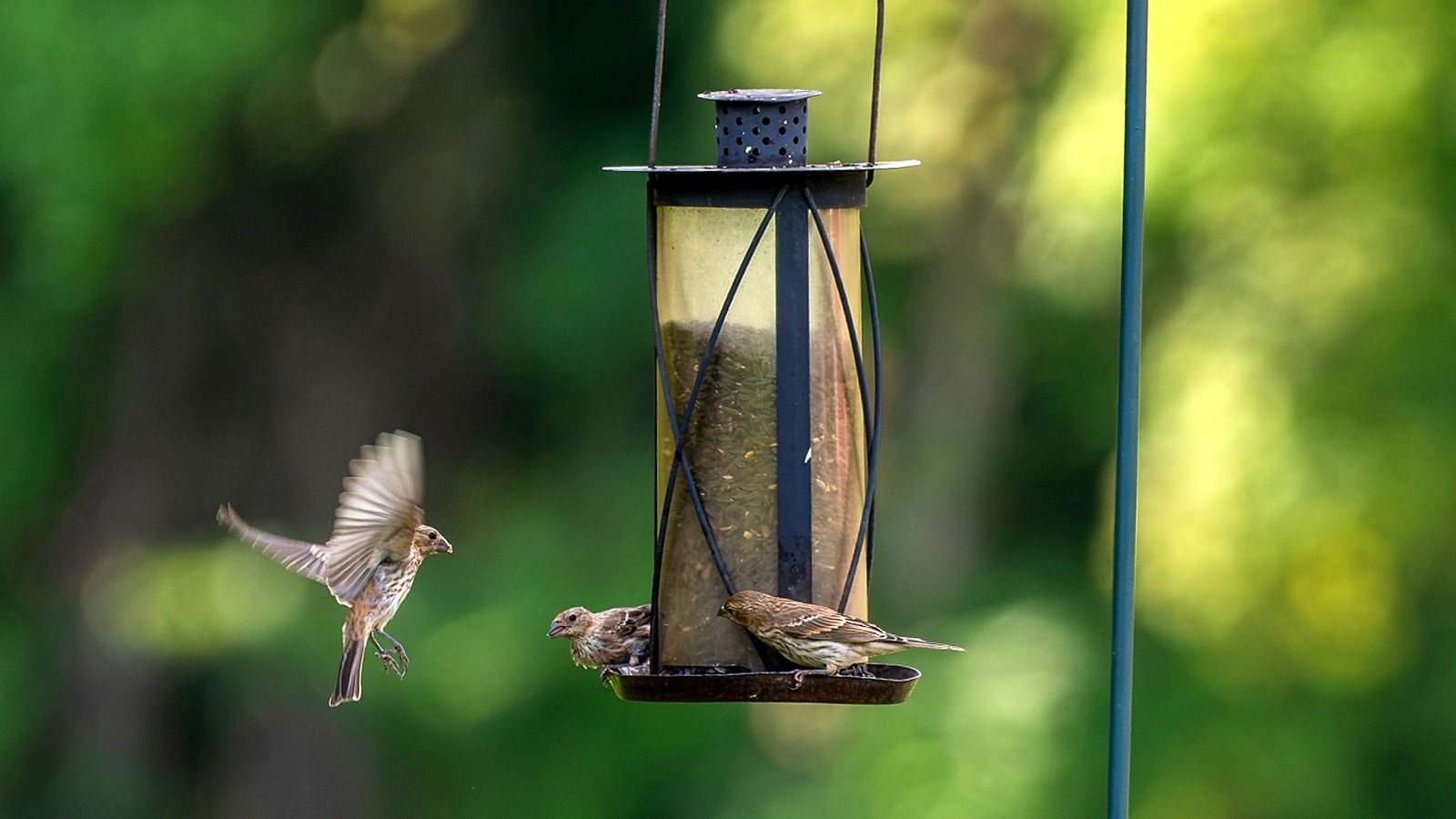 Use This Bathroom Staple To Make Hanging Bird Feeders A Breeze
