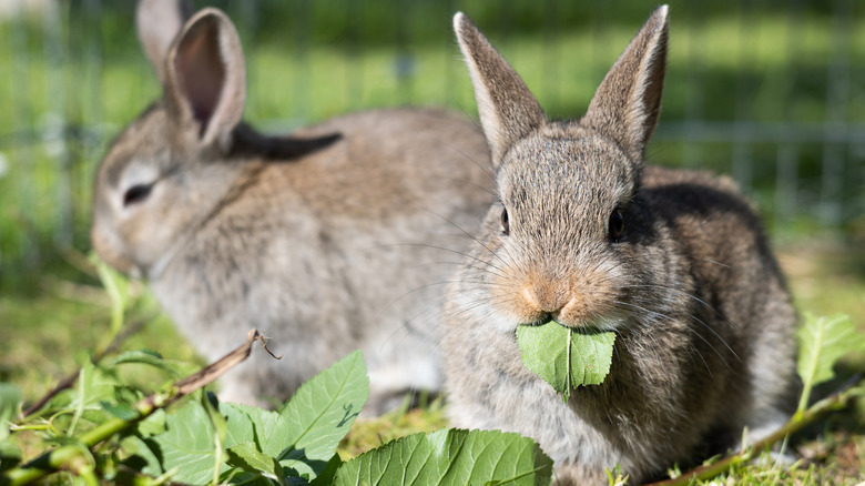 Two bunnies eatting leaves in the grass near a body of water