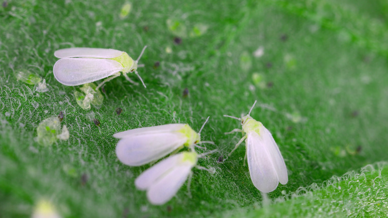a group of whiteflies