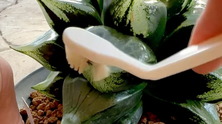 person cleaning plant with white angled toothbrush
