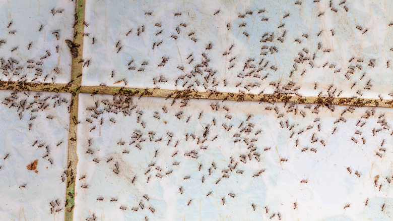 Ants crawling on tile