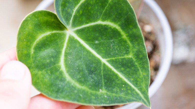 spider mites on a leaf