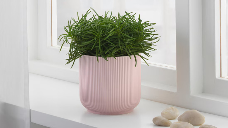 Flower pot from IKEA