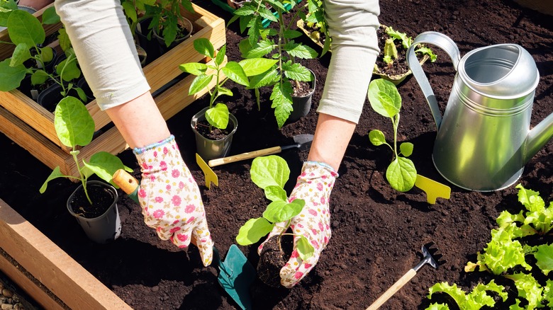 Someone tending to young plants