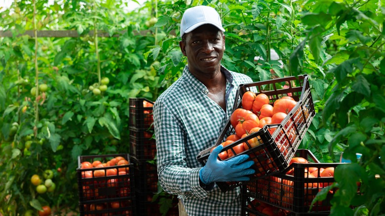 Man carrying basket of tomatoes