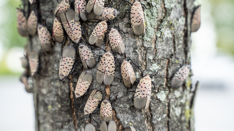 spotted lanternflies on tree 