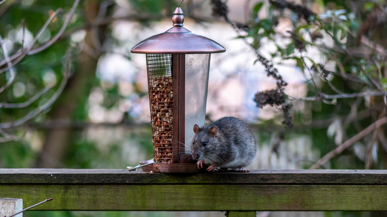 Rat at birdfeeder