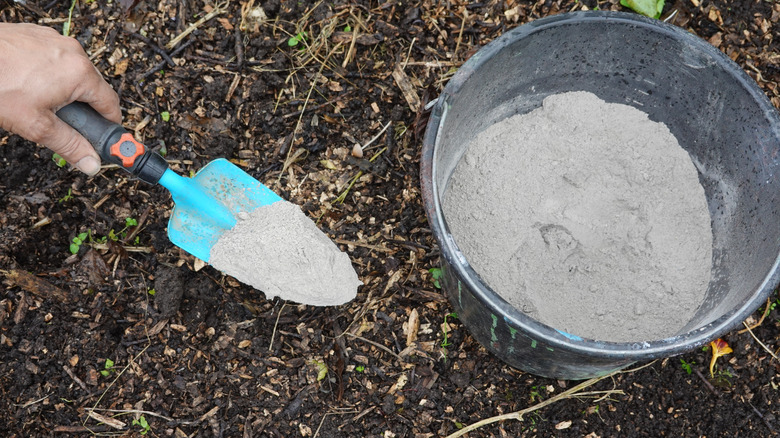 Wood ash scattered on the surface of a bare garden