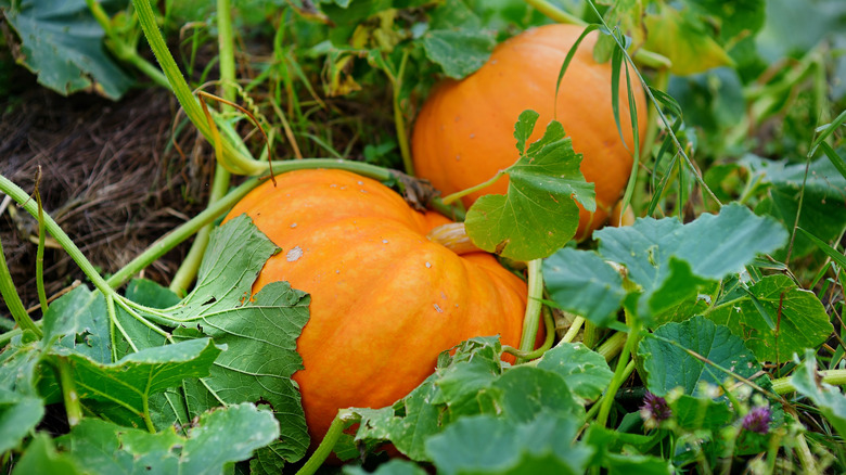 two pumpkins growing in garden