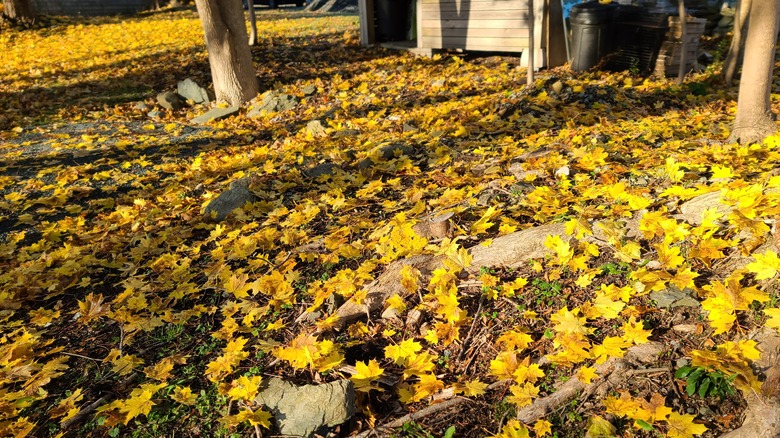 Lawn filled with leaves