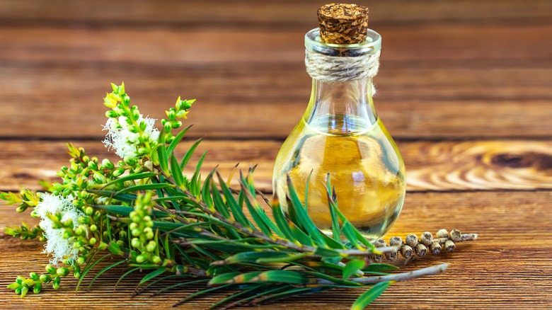tea tree oil and branch