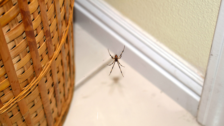 spider inside a house