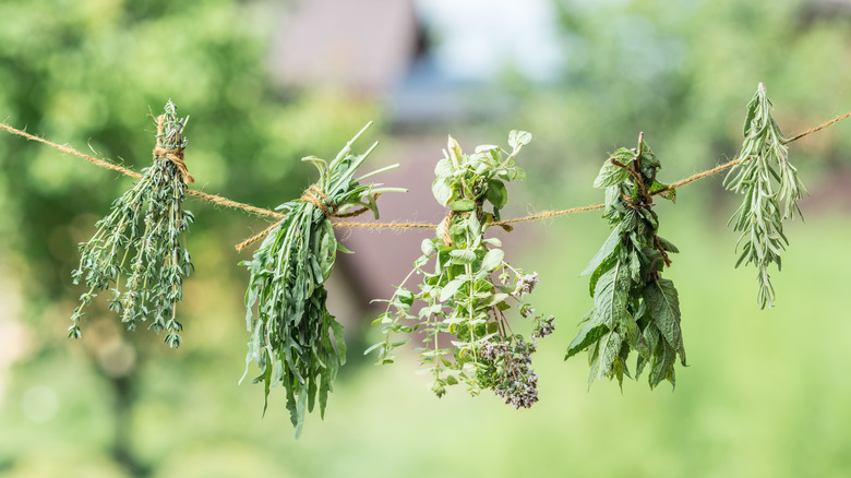 herbs drying on twine outside