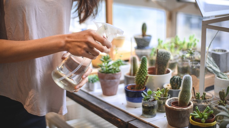 Woman spraying her succulents and cacti
