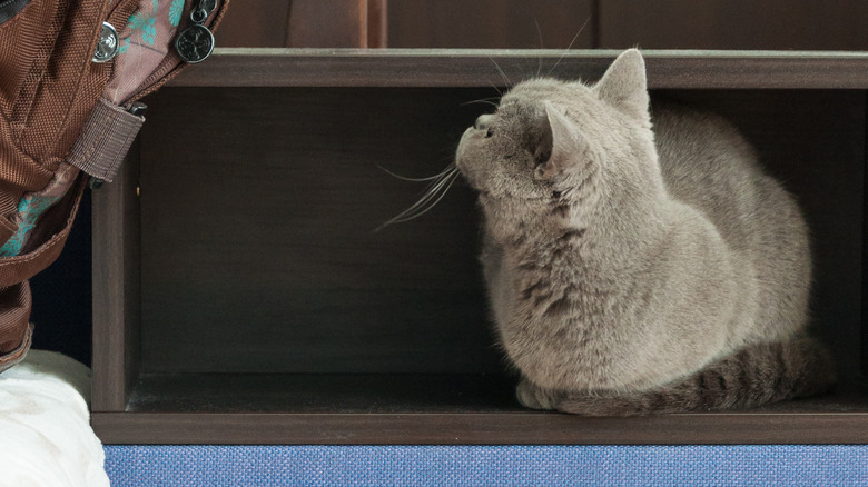 Kitten in nightstand